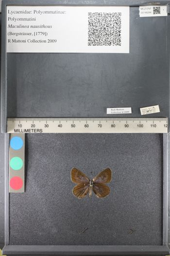 Media type: image;   Entomology 146284